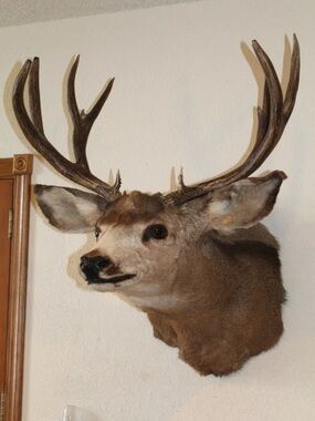 Rustic Brown Deer Head Wall Mount - Home Wall Decor